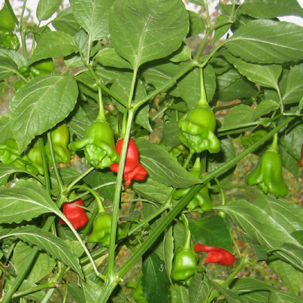 Organic Scotch Bonnet Chili Seeds