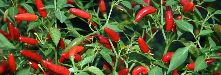 Preserving Chili Peppers