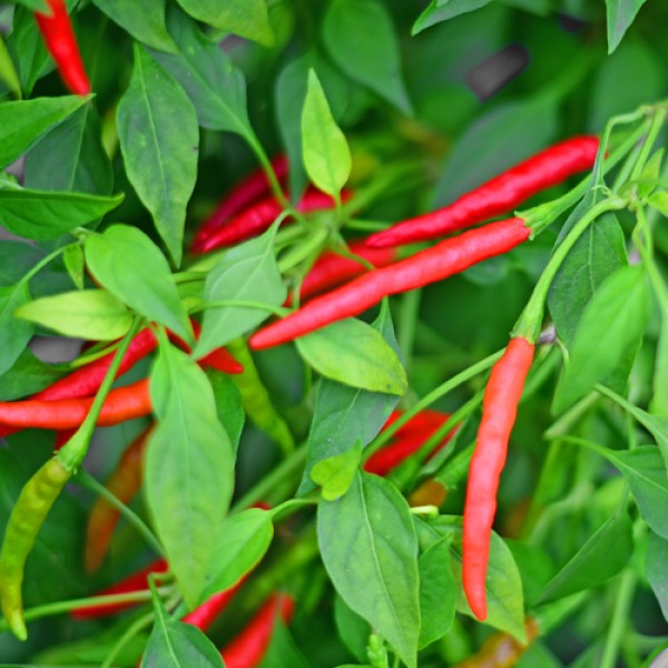 Organic Burning Bush Chili Seeds