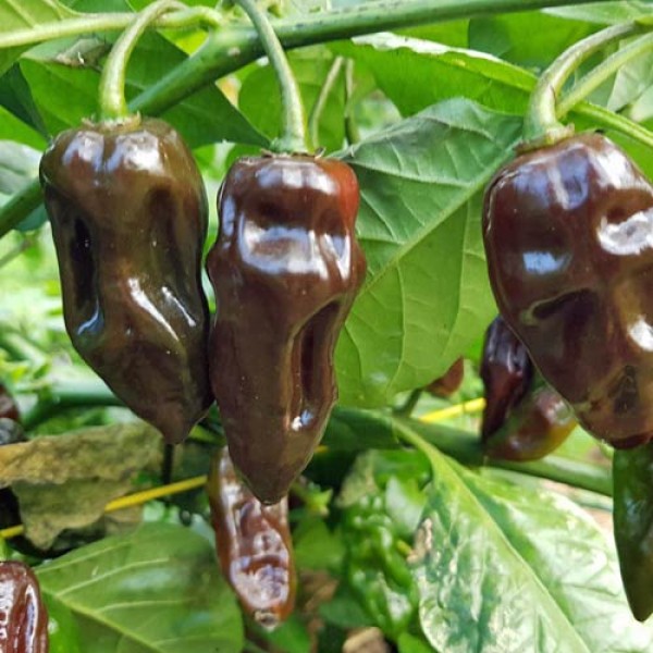 Devils Tongue Chocolate Chili Seeds