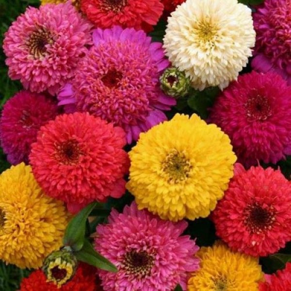 Zinnie_Dahlia_Mix_Samen_1.jpg