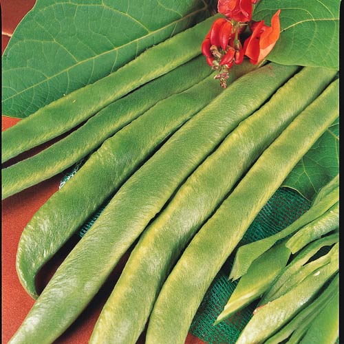 Runner bean Red Rum Seeds buy online at