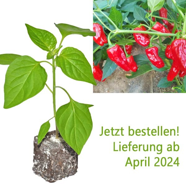 BIO_Hinklehatz_Red_Chili-Pflanze_01.jpg