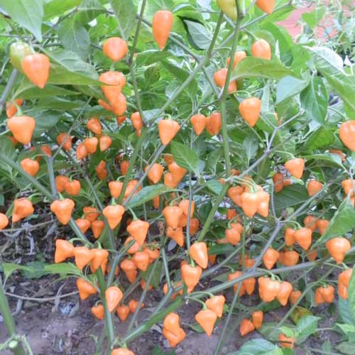 Order Royal Gold Chili Seeds online