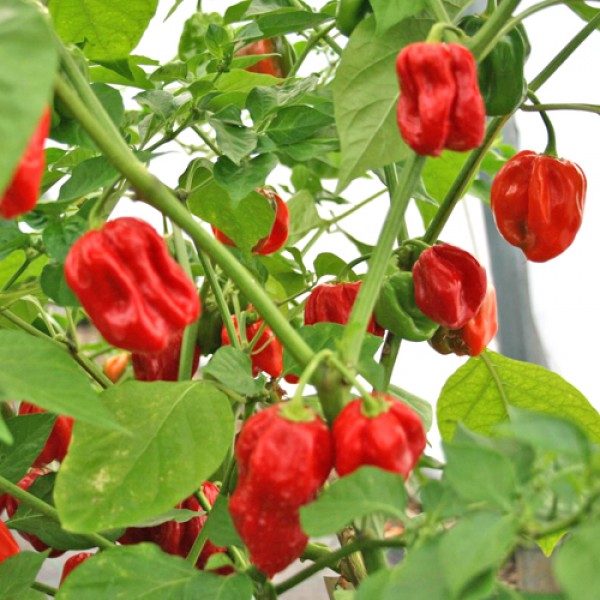 Red Habanero Surinam Seeds