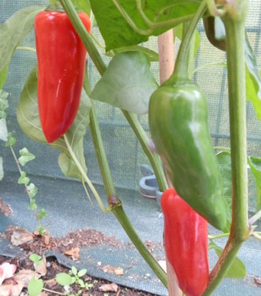 Gorria_Chili_Samen_1.jpg