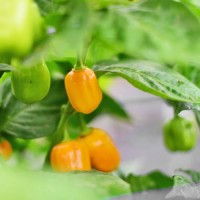 140337_01.jpg 140337_01.jpg