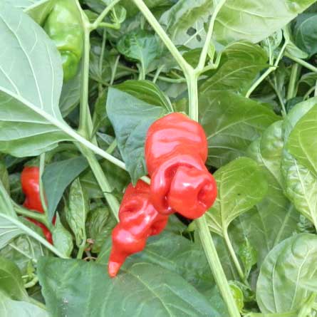Order Organic Penis Pepper Red - Peter Pepper Chili Seeds online -  chili-shop24.de