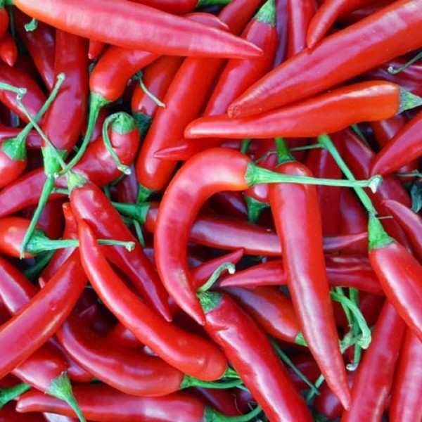 Order Pfeffer Chili Seeds at chili-shop24.com