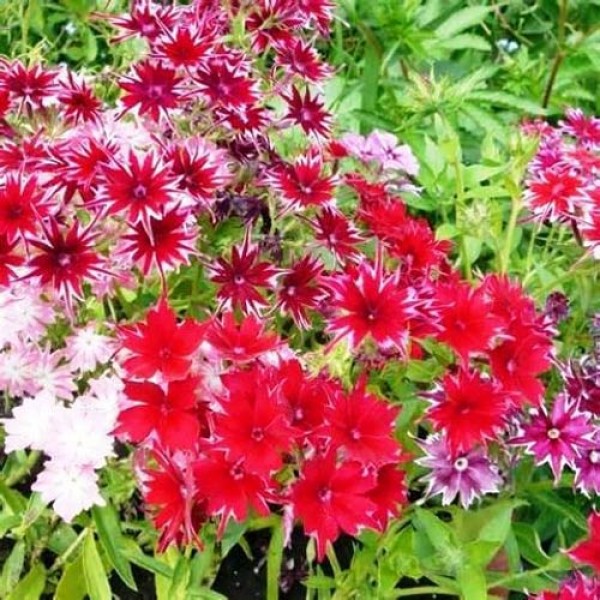 Flammenblume_Phlox_Twinkle_Mix_Samen_1.jpg