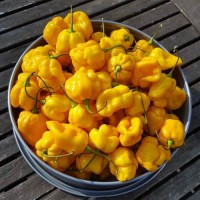TSC_Yellow_Scotch_Bonnet_Chili_Samen_1.jpg TSC_Yellow_Scotch_Bonnet_Chili_Samen_1.jpg