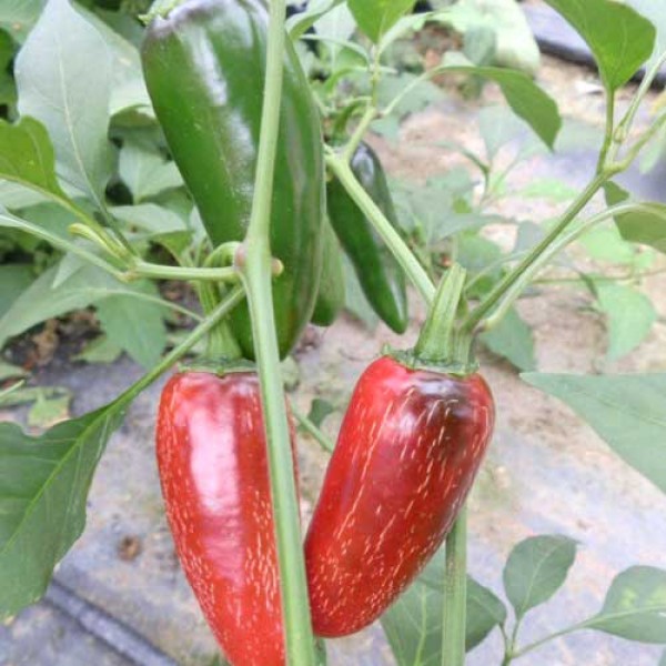 Biker Bills Jalapeno Chili Seeds