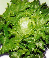 Eisbergsalat_IcebergSamen_1.jpg Eisbergsalat_IcebergSamen_1.jpg