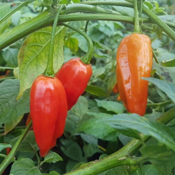 Aji Limo Rojo Chili Seeds