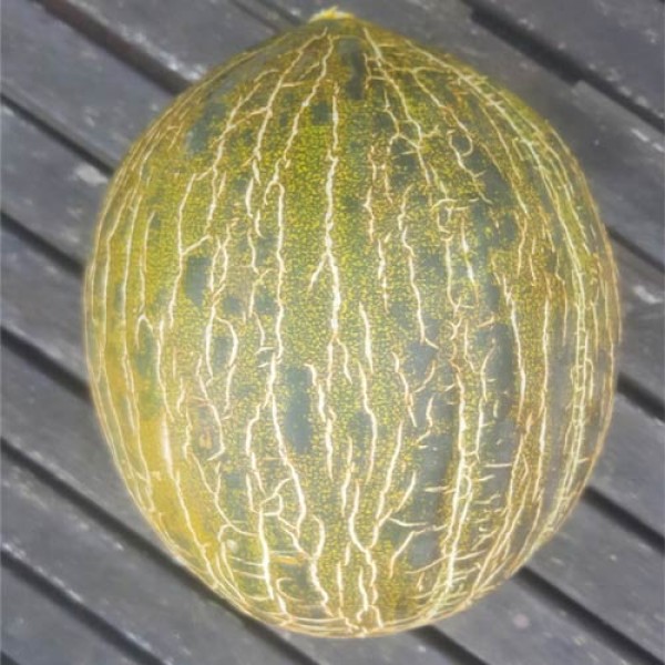 Melon Piel de Sapo Seed