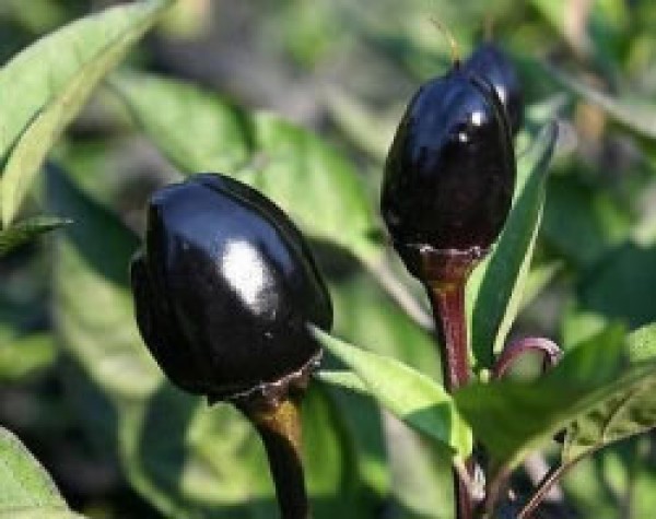 Black Olive Chili Seeds