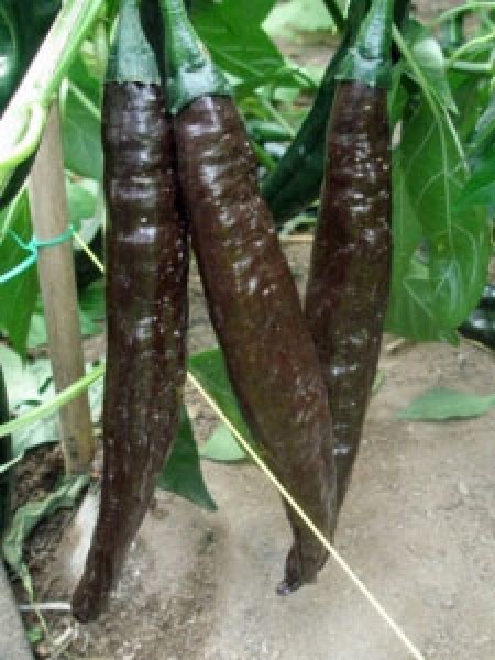 Pasilla Bajio Chili Seeds Buy Online At Chili Shop24 Com