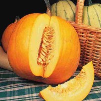Kuerbis_Jack_OLantern_Samen_1.jpg Kuerbis_Jack_OLantern_Samen_1.jpg