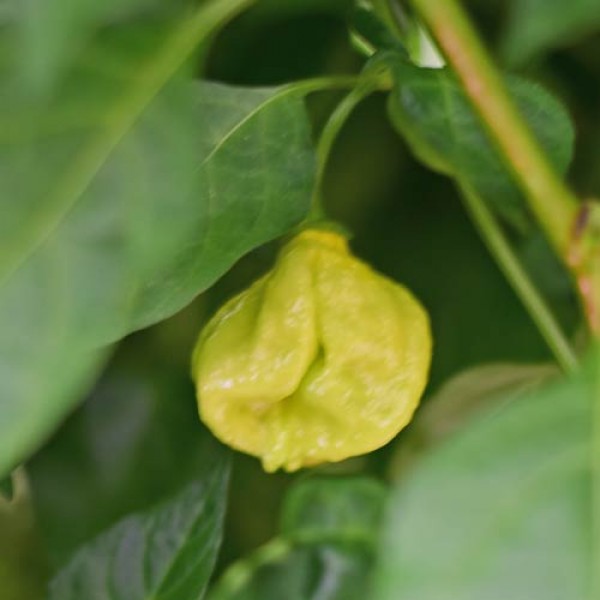 Senega Chili Seeds 1000 Stk.