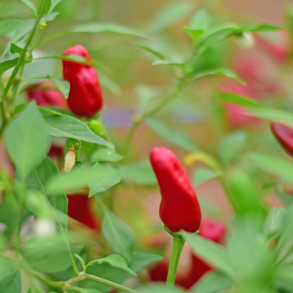 Organic Facing Heaven Red Chili Seeds 1000 Stk.