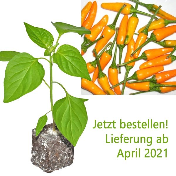 Organic Aji Little Finger Orange Chili Plant Buy Online At Shop24 Com 