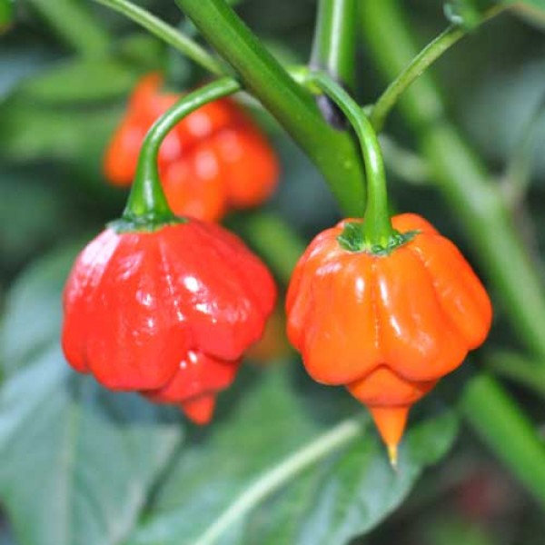 Trinidad Scorpion Red Seeds