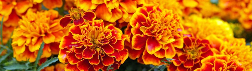 Tagetes