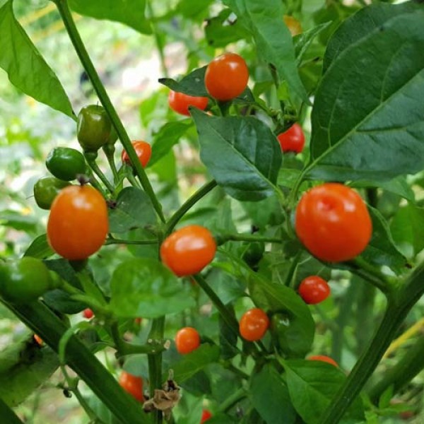 Aji Charapita Red Chilli Seeds