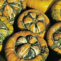 Kuerbis_Turks_Turban_Samen_1.jpg Kuerbis_Turks_Turban_Samen_1.jpg