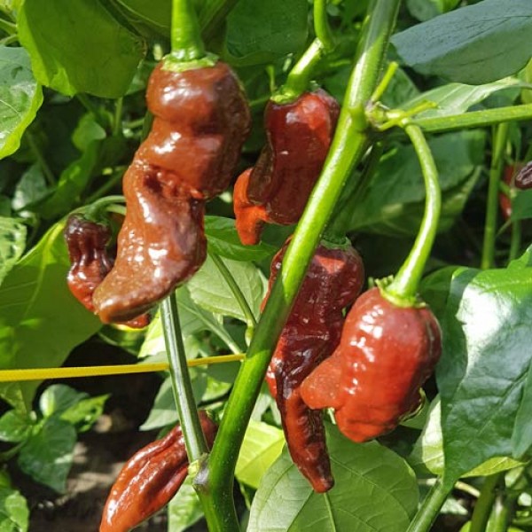 Fatalii Brown Chili Seeds