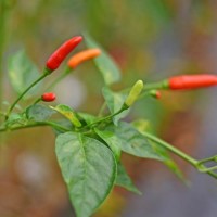 140293_01.jpg 140293_01.jpg