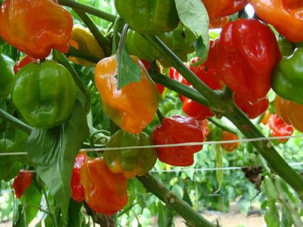 Yucatan_Habanero_Chili_Samen_1.jpg