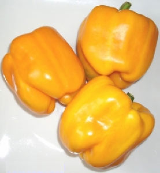 Organic Quadrato dAsti Giallo Chili Seeds 1000 Stk.