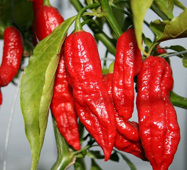 The spiciest chili varieties in the world