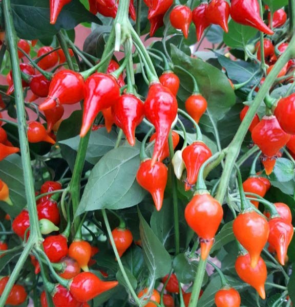 Organic Biquinho Vermelho Chili Seeds