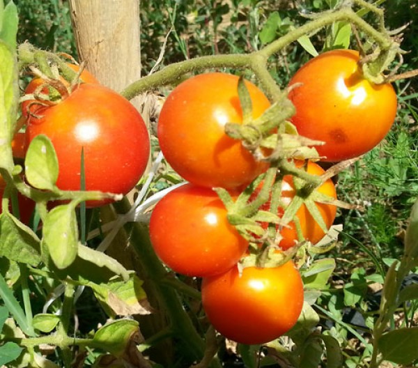 Balkonstar Tomato Seeds