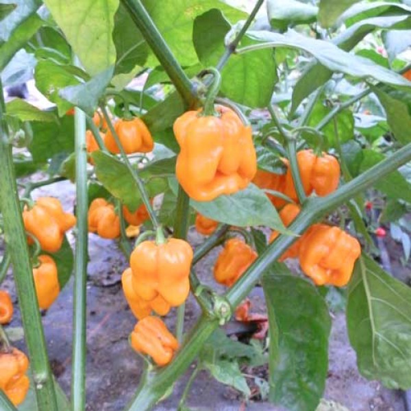 Roatan Pumpkin Habanero Chili Seeds