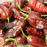 Bhut_Jolokia_Chocolate_Chili_Samen_1.jpg Bhut_Jolokia_Chocolate_Chili_Samen_1.jpg
