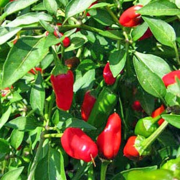 Gakido Chili Seeds 1000 Stk.