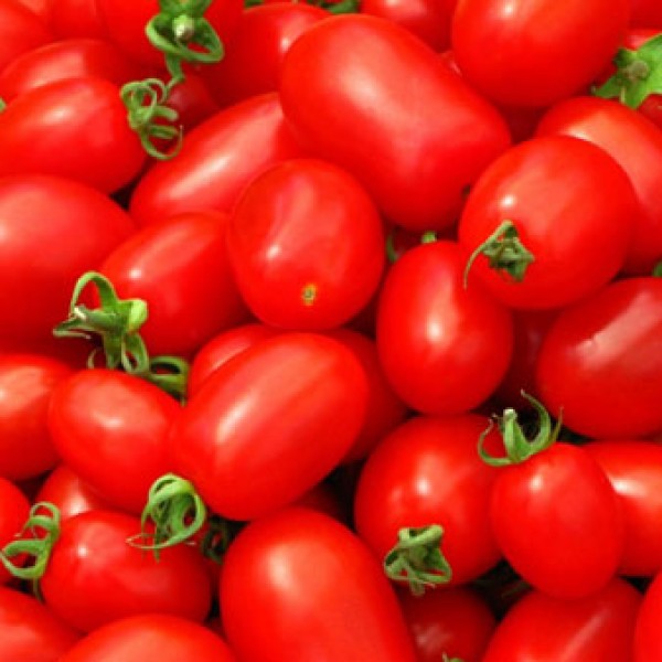 Ventura OChicco Tomato Seeds