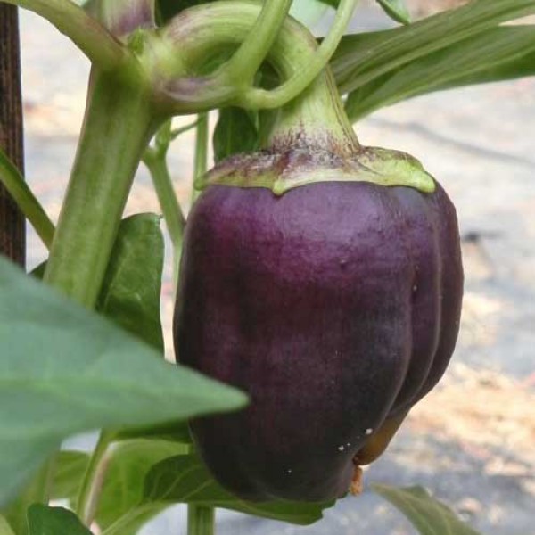 Purple_Bell_Chili_Samen_1.jpg