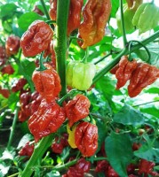 Trinidad_Scorpion_Moruga_Caramel_Chili_Samen_1.jpg Trinidad_Scorpion_Moruga_Caramel_Chili_Samen_1.jpg