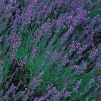Lavendel_Vera_Samen_1.jpg Lavendel_Vera_Samen_1.jpg