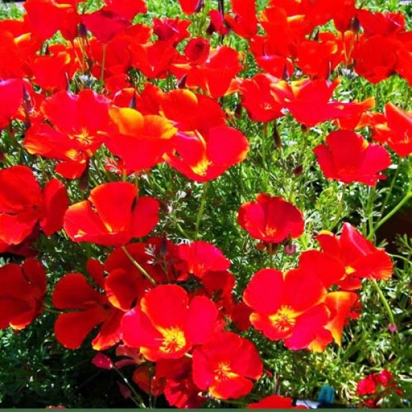 Kalifornischer_Mohn_Red_Chief_Samen_1.jpg