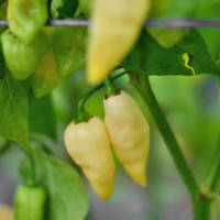 Fatalii White Chili Seeds Fatalii White Chili Seeds