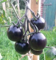 Indigo Rose Tomato Seeds Indigo Rose Tomato Seeds