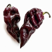 Trinidad_Scorpion_Moruga_Black_Chili_Samen_1.jpg Trinidad_Scorpion_Moruga_Black_Chili_Samen_1.jpg