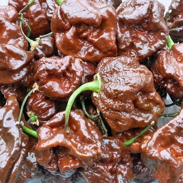 Trinidad_Scorpion_Moruga_Chocolate_Chili_Samen_1.jpg