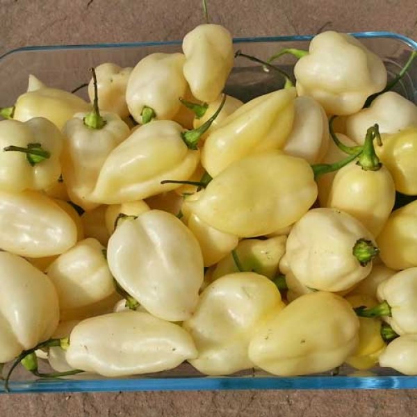 Bhut_Jolokia_White_Chili_Samen_1.jpg