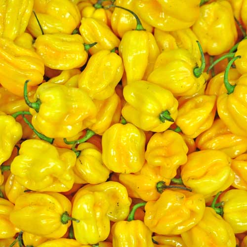 Fresh yellow Habanero chillies 1000g buy online at